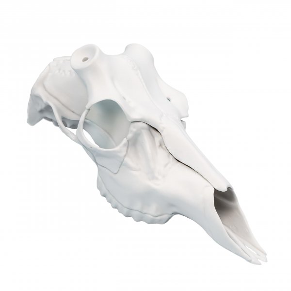 Skull Master by Illusion | Color: White | European Mount | Antler Mounting Kit | Euro Mount | 3D Modeled Replica Deer Skull | Taxidermy | for Harvested and Shed Antlers | Universal Sizing