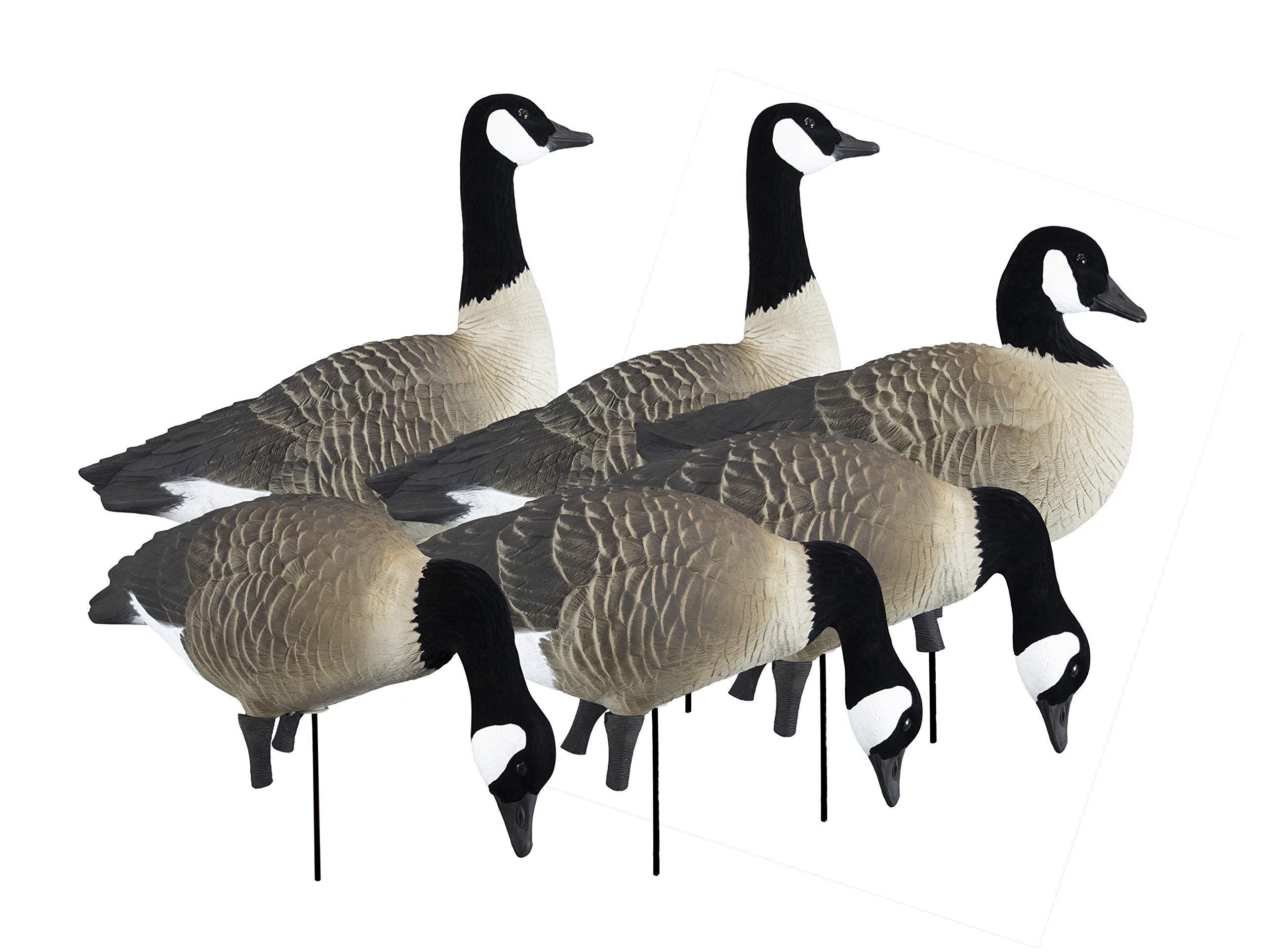 Higdon Outdoors APEX Full-Size Full-Body Goose Decoy Variety Pack | Canada Goose Decoys for Waterfowl Hunting | Realistic UV Paint | 2 Sentry, 3 Feeders, 1 Walker | Flocked Heads| 6pk